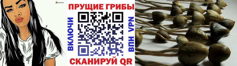 Купить где  Раменское  Псилоцибиновые грибы Psilocybe 